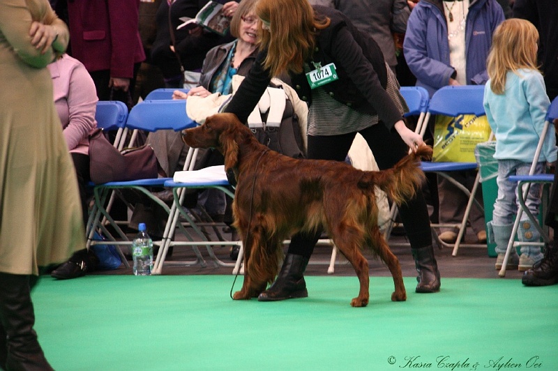 Crufts2011 260.jpg